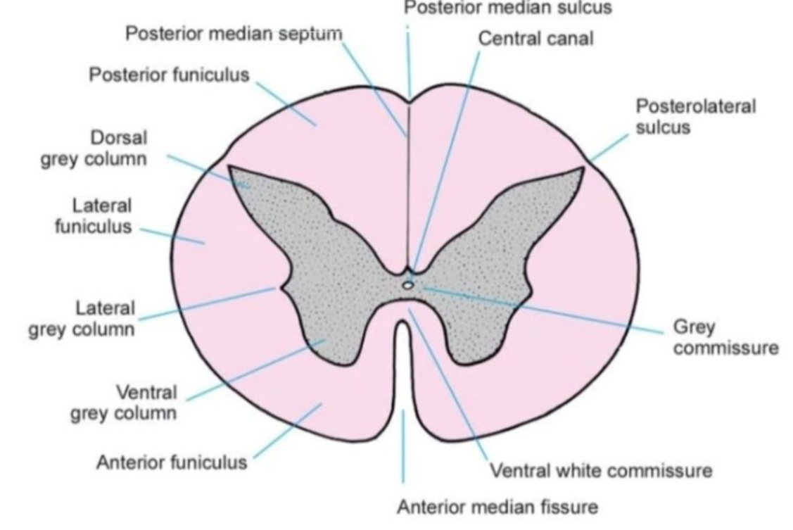 <ul><li><p>ventral (anterior) fissure</p></li><li><p>dorsal (posterior) sulcus</p></li><li><p>funiculus (ventral, dorsal, lateral)</p></li></ul><p></p>