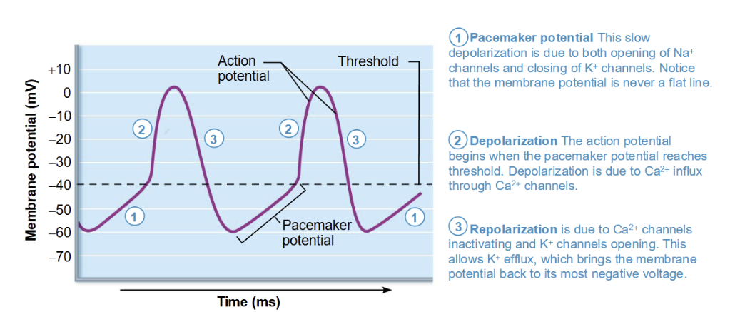 <p>No stable resting potential</p><p></p><p>1) Leaky sodium channels (funny current), slow rise with the potassium channels closed. <strong>Pacemaker potential</strong></p><p>2) Once threshold is achieved calcium (influx) comes in, more positive than sodium, so depolarises faster reaching the action potential</p><p>3) The repolarization of this is the calcium channels inactivating and the potassium channels opening (efflux)</p><p></p><p><strong>This is the firing that is repeated over and over at the SA node</strong></p><p>SA node to the AV node there is a pause of 0.1 second to allow the ventricles to fill</p><p><strong>Function link</strong></p><ul><li><p>Generate <strong>rhythmic impulses automatically</strong></p></li><li><p>Set heart rate and timing (<strong>natural pacemaker activity</strong>)</p></li></ul><p></p>
