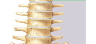 <p><strong>Vertebrae Numbers</strong></p><p>How many lumbar vertebrae?</p>