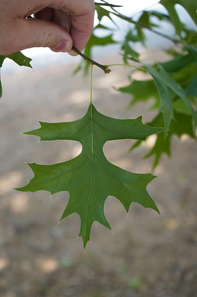 <p>Bark: Smooth for many years, then develops thin ridges and furrows</p><p>Leaf: Deep sinuses, mostly hairless, 5-9 lobes with bristle tips</p><p>Fruit: acorn with ‘beret’ cap, reddish appressed scales</p>