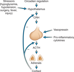 <p>adrenocorticotropic hormone; target = adrenal cortex --> cortisol release; regulation by circadian rhythm</p>