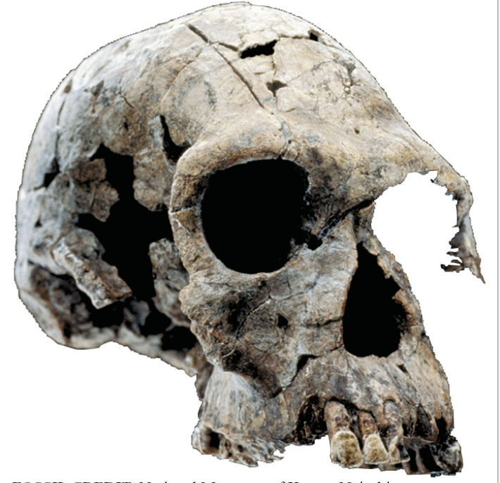 <p><em>Homo habilis </em></p>