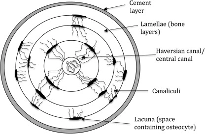 <p>Osteocytes reside in lacunae located at regular intervals between the lamellae.</p>
