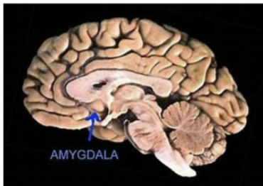 <p>emotions and motivation</p>