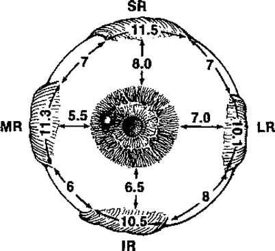 <p>~5-6mm behind the cornea</p>