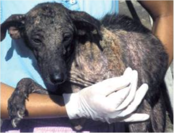 <p><span style="color: blue;">Cutaneous leishmaniasis: clinical signs</span></p>