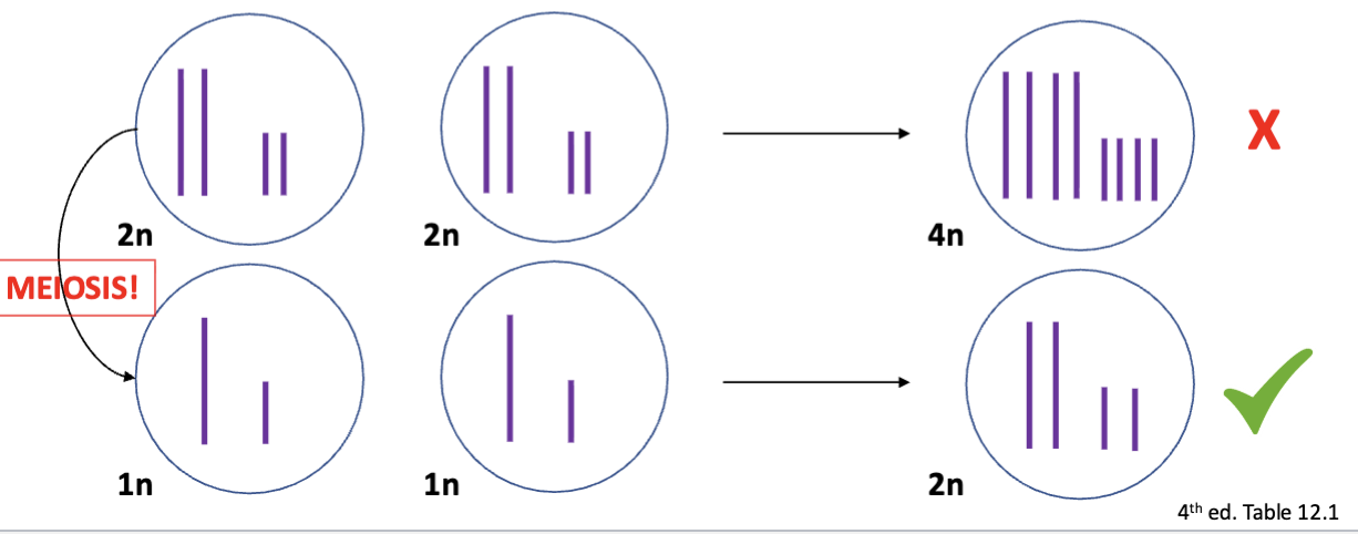 <p>fuse + mix with haploid (gamete) cells from another parent to achieve diploid organisms!!</p>