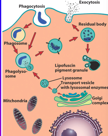 <p>Produces Proteins that Destroys the Lysosomal Membrane, This Allows the Listeria Bacterium to Escape into the Cell Cytoplasm</p>
