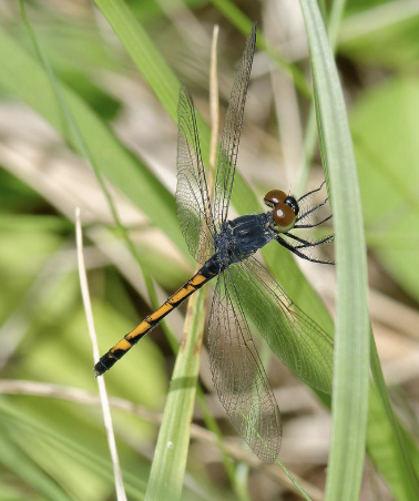 <p>Odonata</p>
