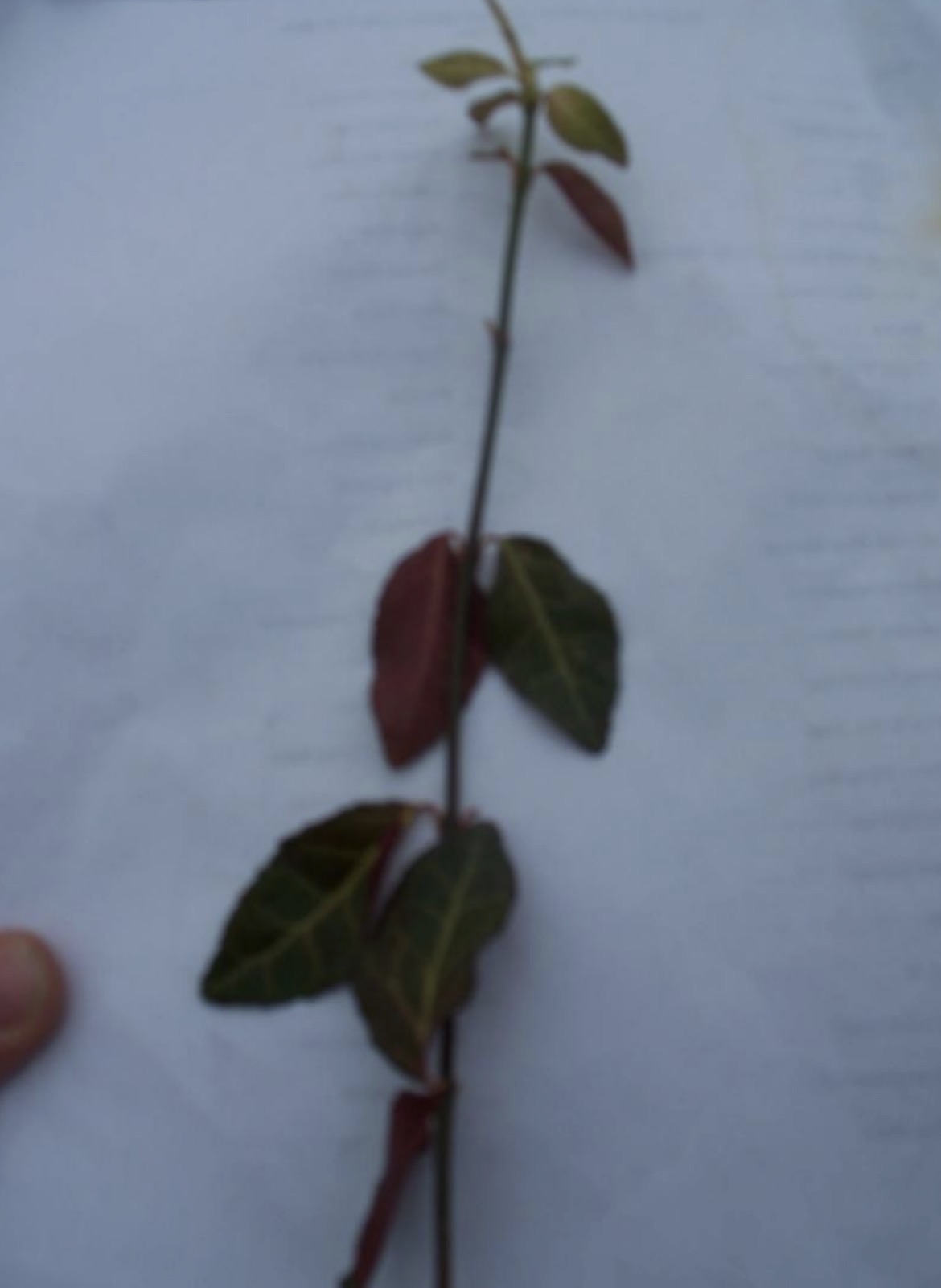 <p>What is this branch? </p>