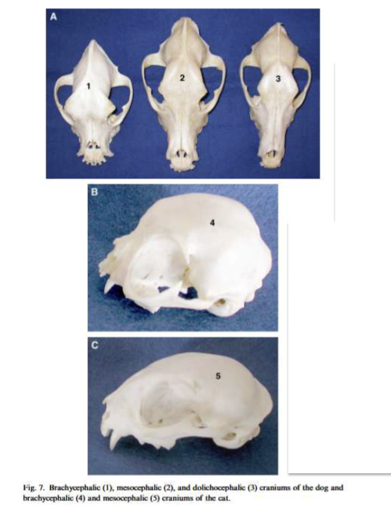 <p>Label the dog skulls?</p>