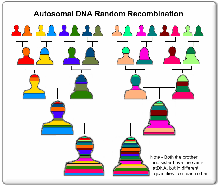 <p>Recombine to form unique combinations of microsatellites and SNPs</p><ul><li><p>Good for when you want to track close family relations over a few generations or identifying individuals</p></li><li><p>Bad for tracking relatives over a large number of generations because DNA isn’t shared equally between ancestors</p></li></ul><p></p>