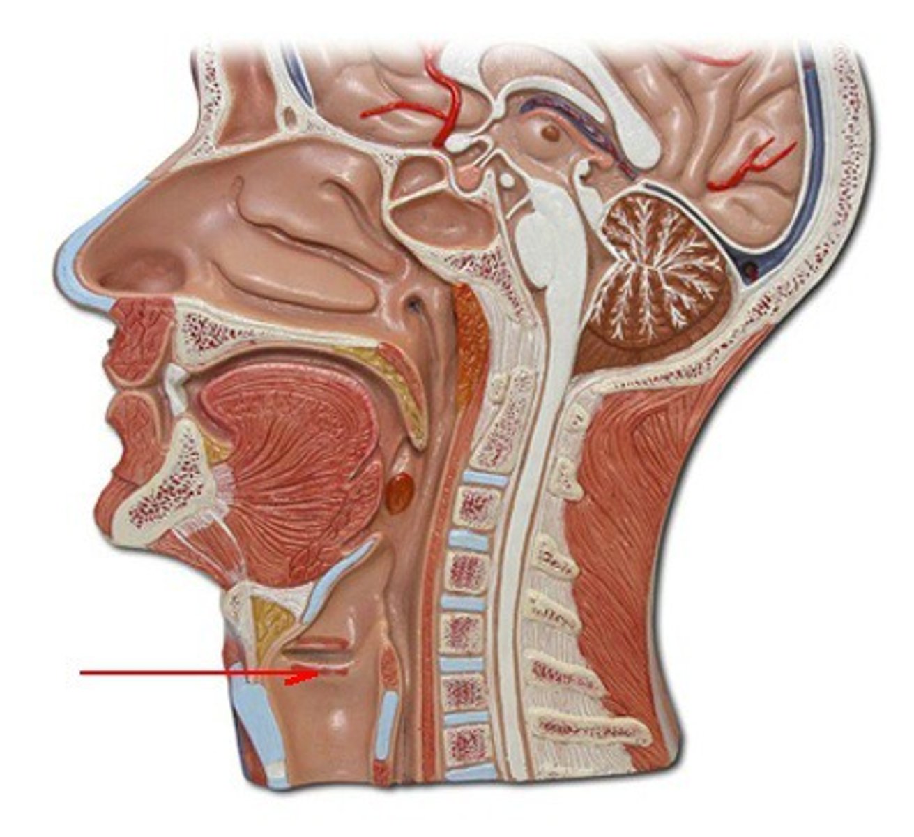 <p>giọng hát</p>