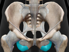 <p>What bone is in blue?</p>