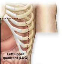 <p>Left upper quadrant (LUQ) organs</p>