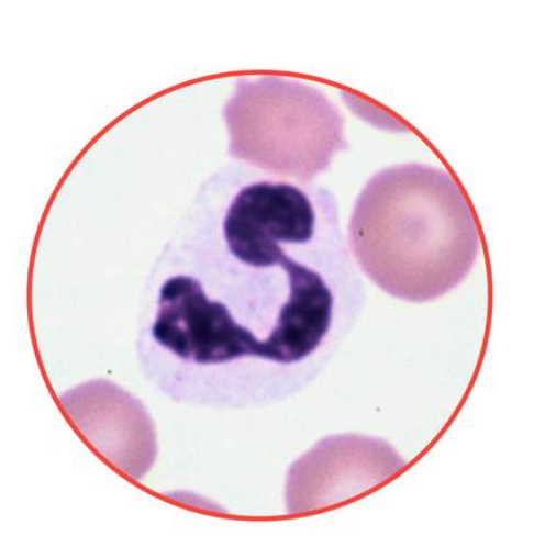 <p>What species does this neutrophil belong to? canine, equine, feline, or bovine?</p>