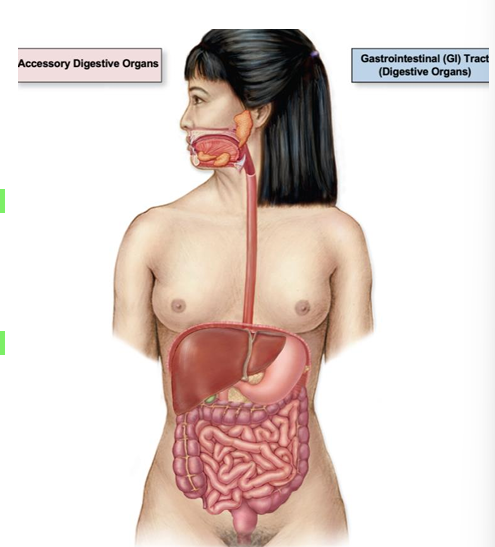 <p>tube that extends from mouth (oral cavity) to anal canal, includes: oral cavity, pharynx, esophagus, stomach, small intestine, large intestine, anal canal</p>