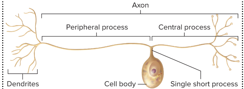 <p>This is most sensory neurons, it includes a single short process that extends directly from the cell and and looks like a T as a result of the fusion of two processes into one long axon </p>