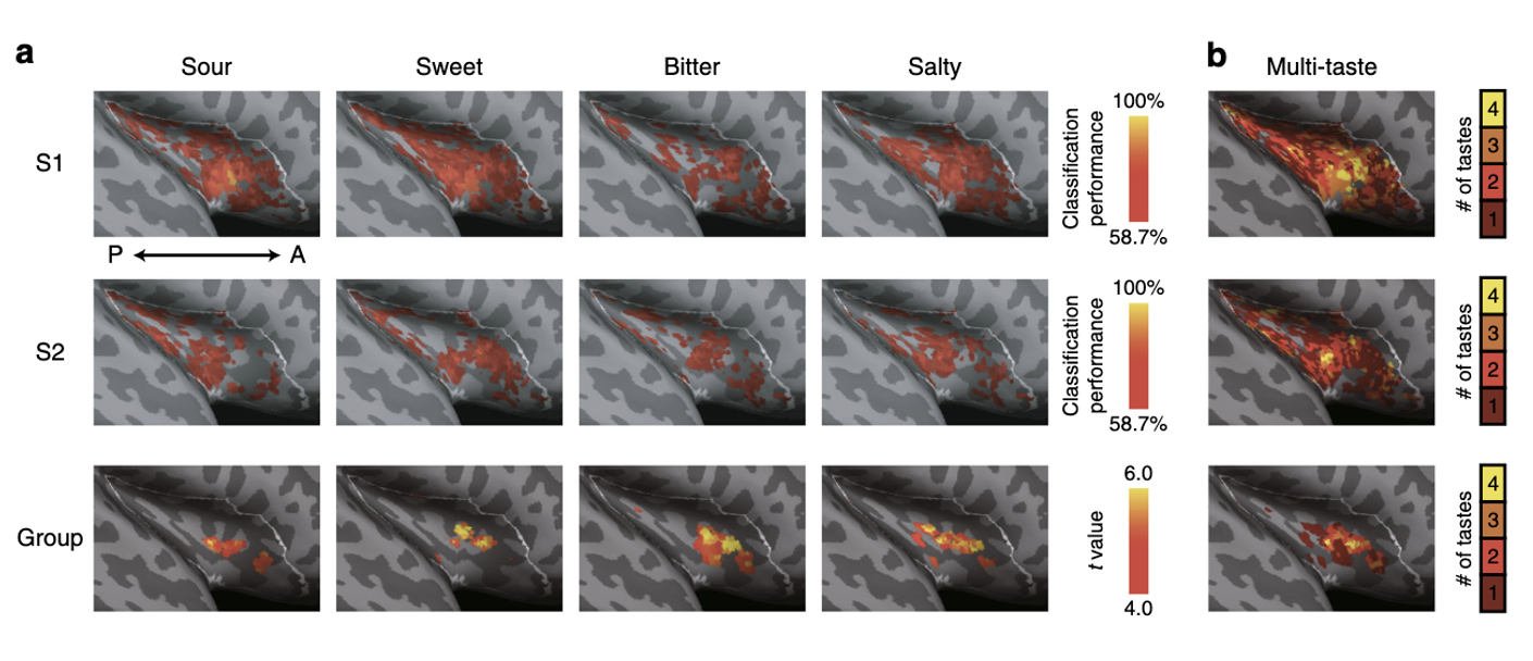 <ul><li><p>Recent fMRI shows <strong>strong overlap</strong> in cortical responses to primary tastants</p><ul><li><p>data indicates that groups of neurons respond to 2, 3, even 4 tastants.</p></li></ul></li></ul><p></p>