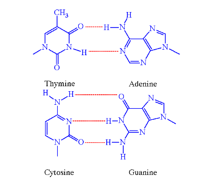 <p>hydrogen, nitrogenous bases</p><p><span>⇨ A=T, C</span>☰G</p>