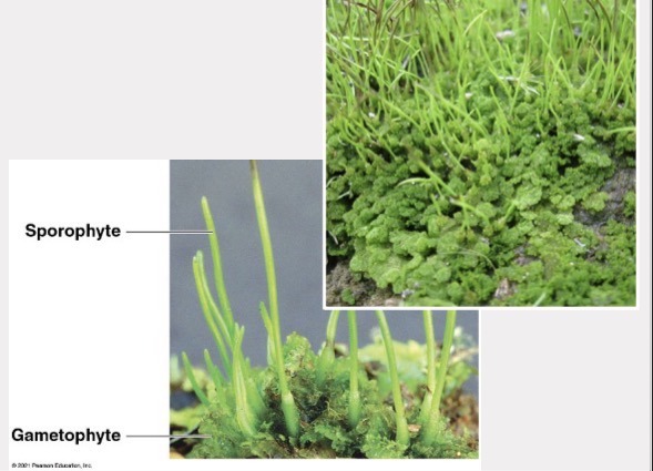 <p>The phylum of non-vascular plants comprising hornworts, characterized by long, pointed spike-like sporophytes.</p>