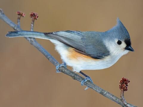 <p>Overall gray plumage with paler underparts and orangey sides</p><p>Crest is gray, but forehead is black</p><p>Rust orange flanks</p>