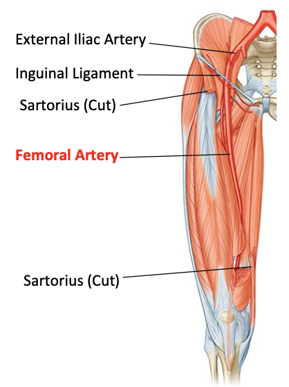 <p>Continuation of external iliac artery, going to anterior thigh femoral triangle, descends to anteromedial thigh</p>