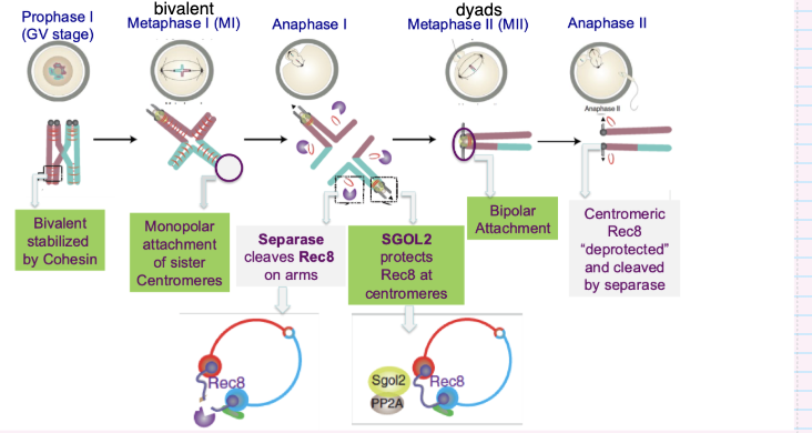 <ul><li><p><strong>Bivalents stabilised by cohesin</strong></p></li><li><p><strong>Monopolar attachment</strong> of sister centromeres</p></li><li><p><strong>Separase cleaves cohesin on chromosome arms</strong></p></li><li><p>Homologous chromosomes separate</p></li></ul><p></p>