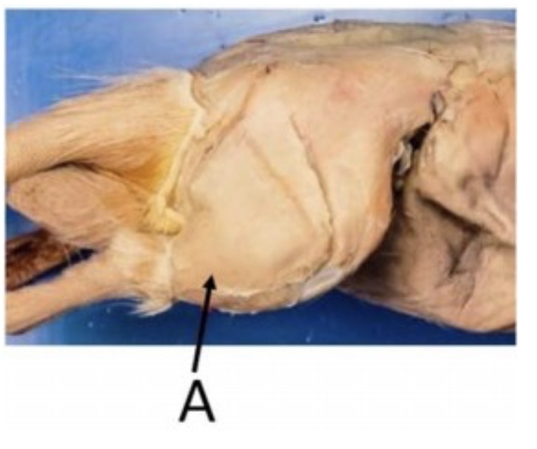 <p>name the muscle at the arrow tip</p>