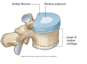 <ul><li><p>attaches to epiphyseal ring</p></li><li><p>- keeps the vertebra together</p></li><li><p>concentric lamellae of collagen</p></li></ul><p></p>