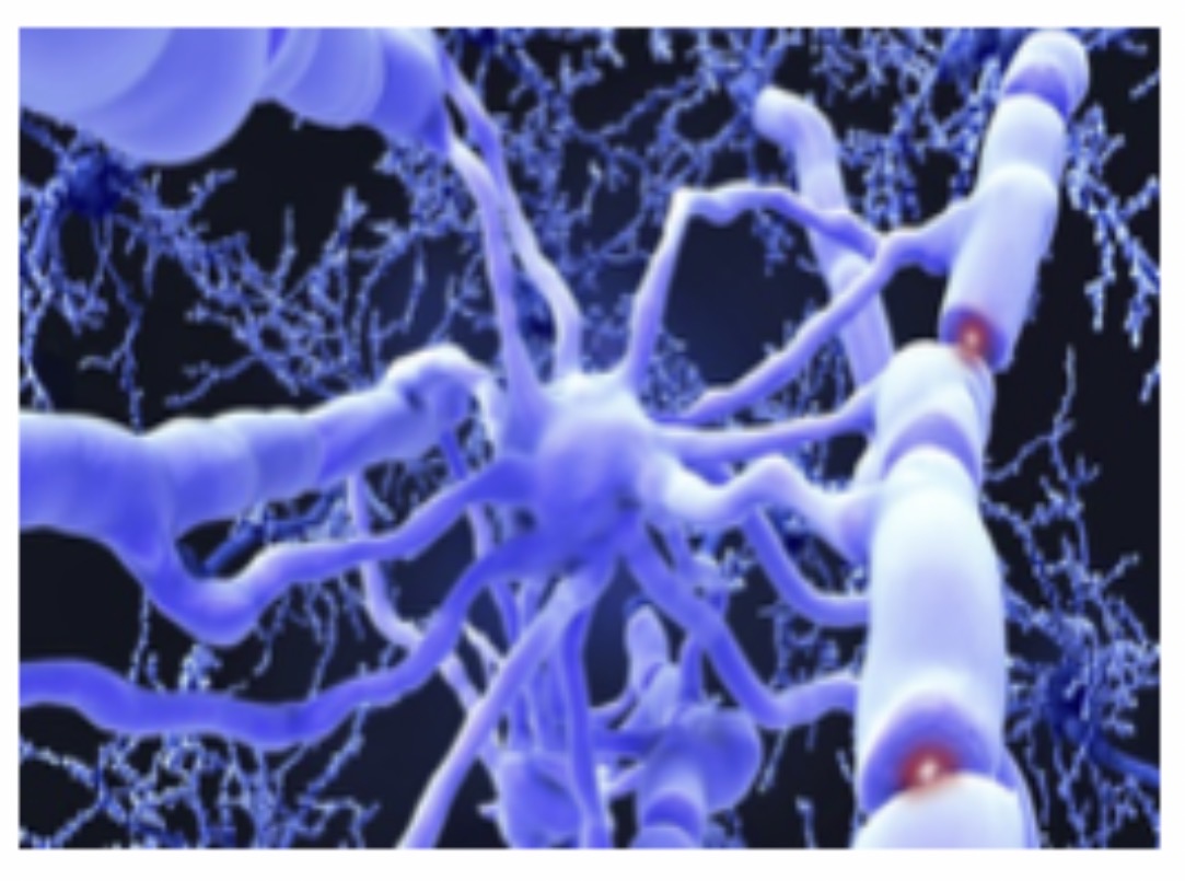 <p>Oligodendrocyte: Function: <span>Form myelin sheath in the CNS. Insulation of axons </span></p>