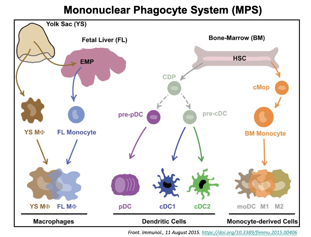 <p>macrophages (yolk or FL)</p><p>Dendritic cells and BM come from BM</p><p>DC: cDC1 and cDC2 and plasma DC</p>