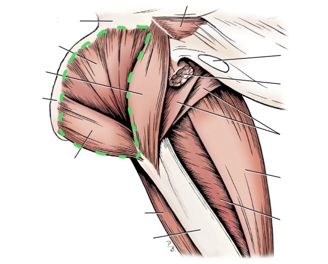 <ul><li><p>external obturator</p></li></ul><ul><li><p>gemelli</p></li><li><p>quadratus femoris</p></li></ul><p></p>