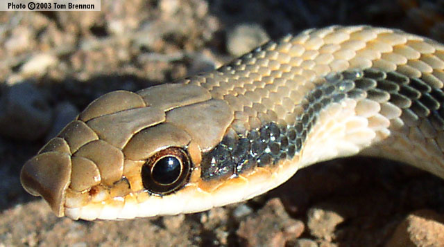 <p>Alethinophidia, Colubroidea, Colubridae<br>Salvadora hexalepis<br>Patch-nosed snake</p>