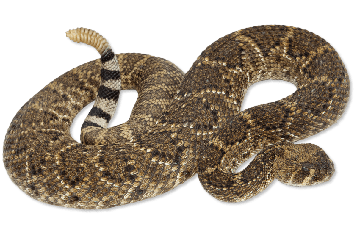 <p>Family Viperidae. Found in isolated patches in N. Missouri</p>