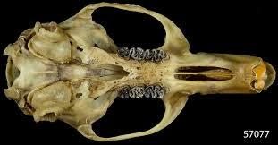 <p>Family Cricetidae Neotoma cinera (bushy tailed woodrat)</p>