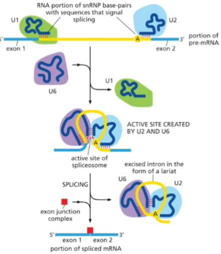 <p>splicing has been completed</p>