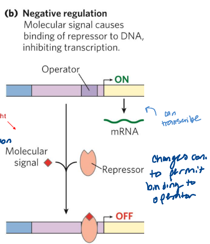 <p>molecular signal causes binding of repressor to DNA, inhibiting transcription</p>