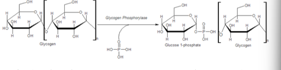 <ul><li><p>Glycogen: Stored form of glucose kept largely in muscle and liver. Mobilized when here is an urgent need for glucose oxidation or during low nutrition.</p></li><li><p> Glucose is freed as Glc-1-P by a phosphorylysis reaction (addition of phosphate and breaking of glycogen)--- it is then converted to</p><p>Glc-6-P for entry into glycolysis when other sources of glucose are low</p></li></ul><p></p>