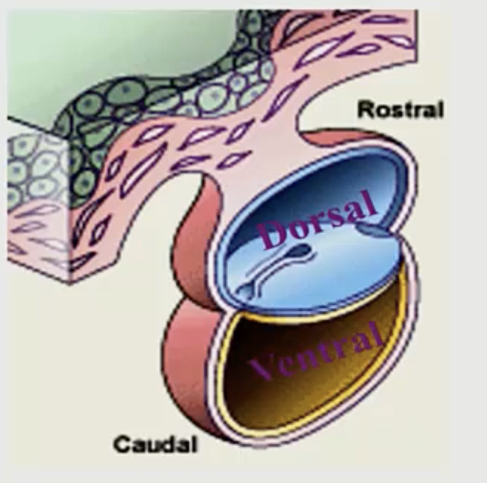 <p>Explain the orientation of the embryo.</p>