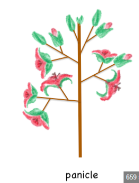 <p><span>branched (compound) raceme</span></p>