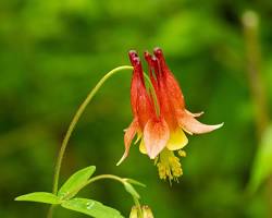 <p>Columbine</p>