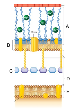 <p>Identify the following components in the picture below, in the correct order from left to right: <strong>Inner membrane, outer membrane, peptidoglycan, LPS, periplasm</strong></p><p></p>
