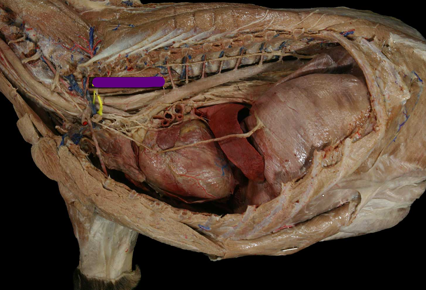<p>name the structure </p>