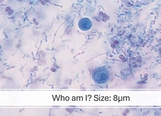 <p><span style="background-color: rgba(0, 0, 0, 0); line-height: 19.7625px;">What is the species in this photo and WHY?</span></p>