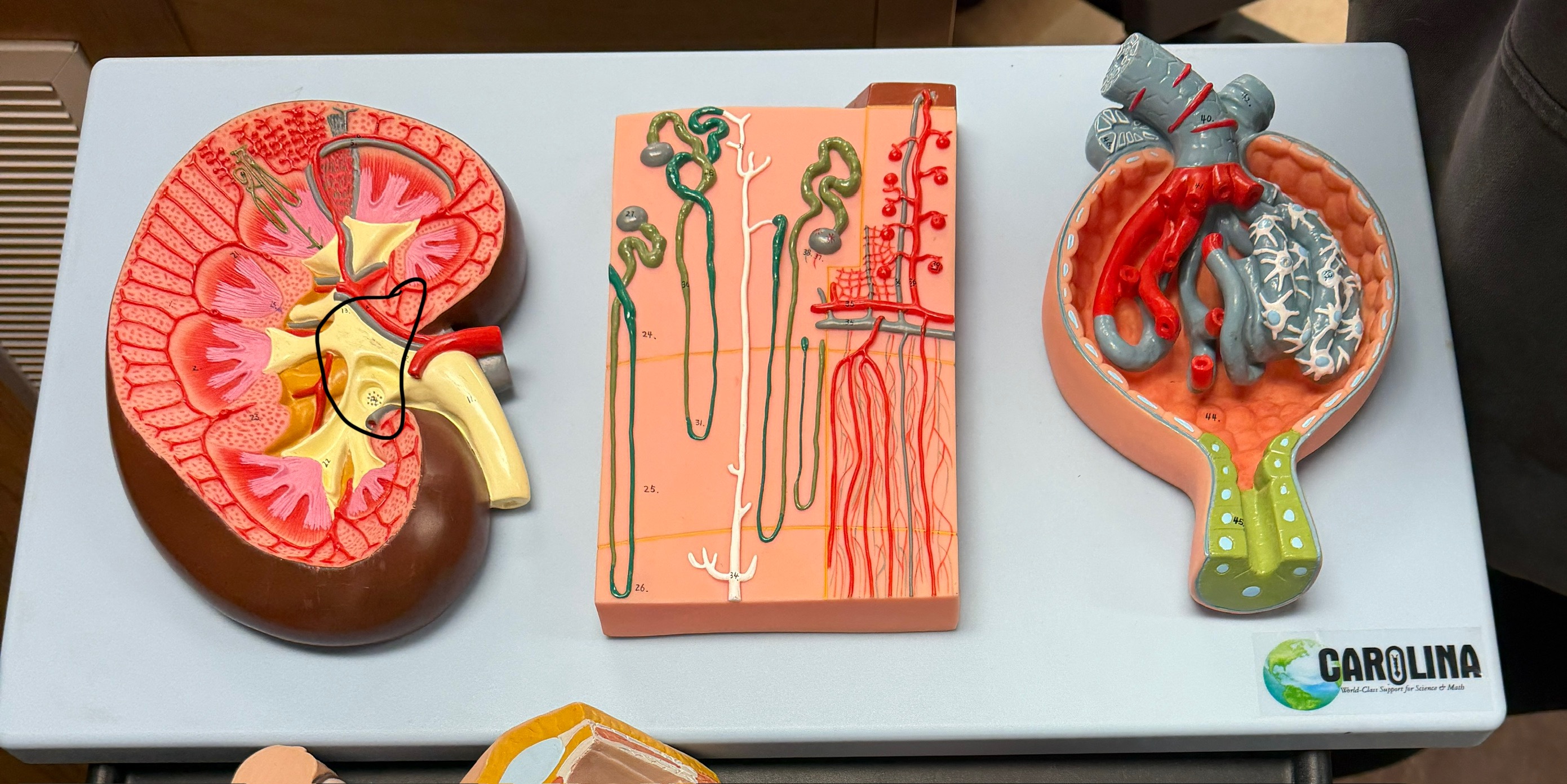 <p>name this structure</p>