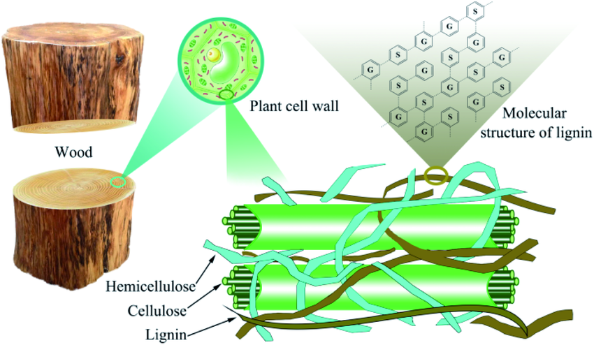 <p>Whats the chemical composition of the cell wall?</p>