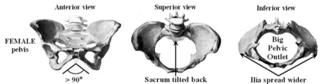 <p>Male vs Female Pelvis </p><p>Female pelvis?</p>
