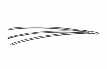 <p>A needle-shaped leaf.</p>