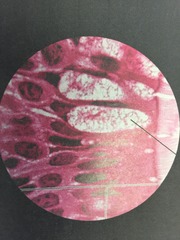 <p>Cells have surface modification of cilia</p><p>Cells not equal in size</p><p>All cells in contact with basement membrane, but not all reach surface</p>
